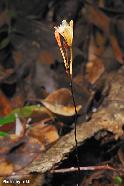 Lan hoại Việt Nam - Lecanorchis vietnamica