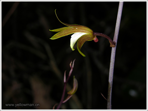 Tainia hongkongensis