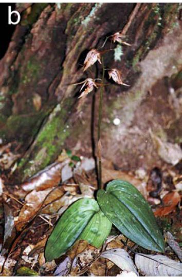 Tainia acuminata