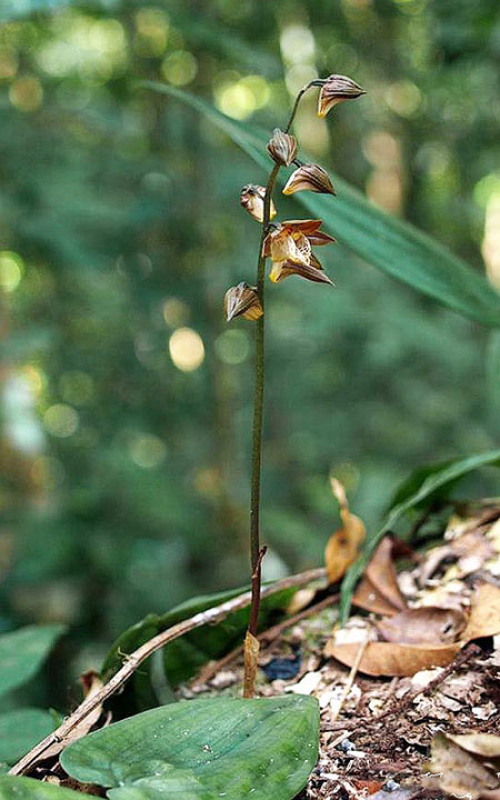 Tainia longiscapa