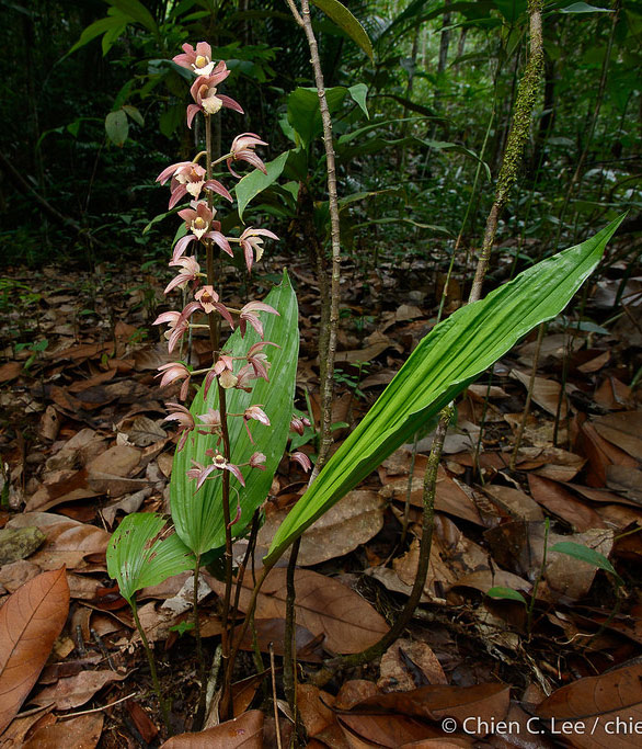 Tainia paucifolia