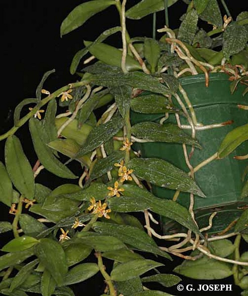 Trichoglottis cirrhifera, Mao thiệt roi, Lưỡi tóc