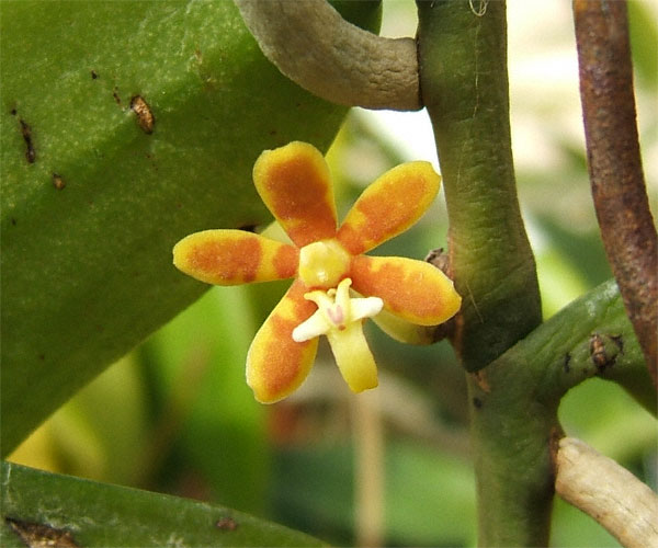 Trichoglottis cirrhifera, Mao thiệt roi, Lưỡi tóc