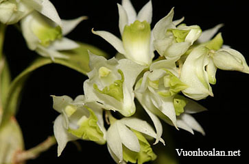 Dendrobium compactum