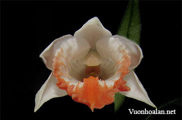 Dendrobium jaintianum Sabap