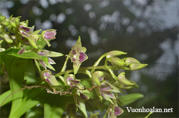 Dendrobium porphyrochilum