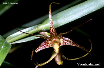 Dendrobium baileyi