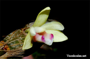 Dendrobium balzerianum