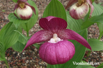 Chất nền - Giá thể trồng lan hài Slipper Orchids