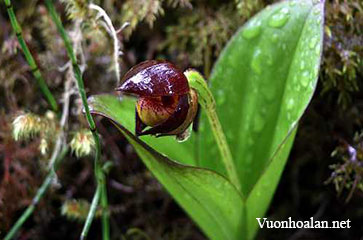 Lan hài Cypripedium bardolphianum