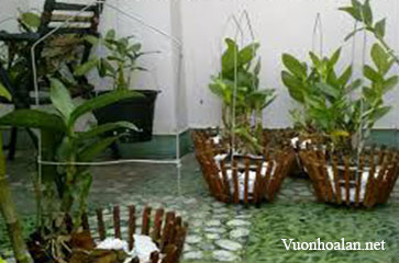 Sử dụng mốp xốp kết hợp xơ dừa làm giá thể trồng lan Dendrobium.Sp
