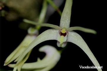 Dendrobium aemulum