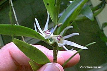 Dendrobium adamsii