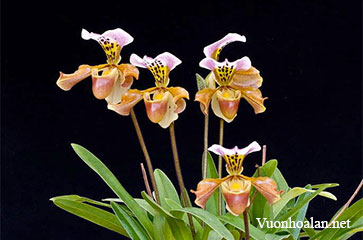 Sâu bệnh gây hại trên cây lan hài - Slipper Orchid