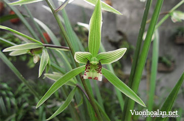 Cymbidium kanran – Hàn Lan