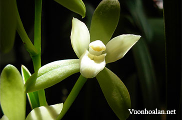Tầm Lan