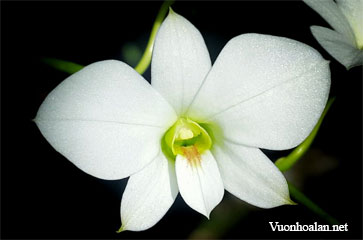 Dendrobium affine