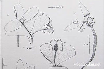 Hoàng thảo Bảo Lộc - Dendrobium pseudointricatum