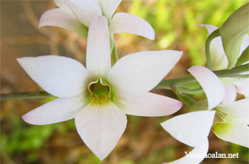 Dendrobium barbatulum