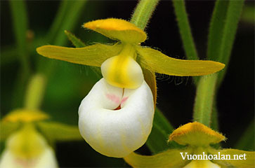 Lan hài Cypripedium californicum