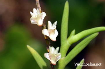 Lan Mắt trúc - Dendrobium dalatense