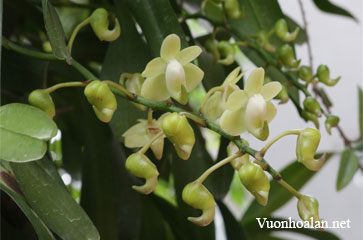 Quế Lan Hương - Aerides odorata