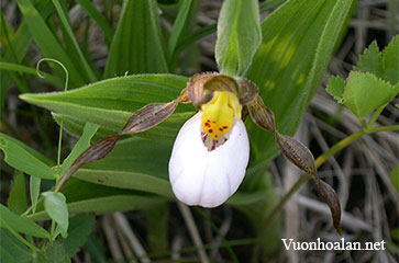 Lan hài Cypripedium candidum