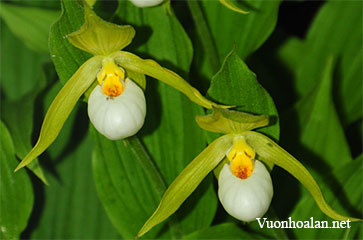 Lan hài Cypripedium cordigerum