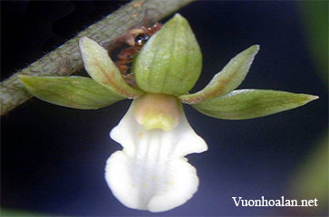 Hoàng thảo bùn - Dendrobium lobbii