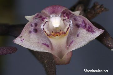 Dendrobium alabense