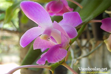 Giáng hương lá dày - Aerides crassifolium