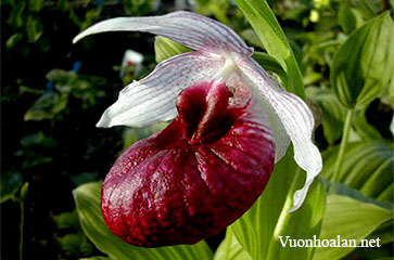 Lan hài Cypripedium corrugatum