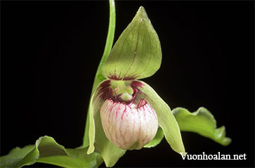 Lan hài Cypripedium debile