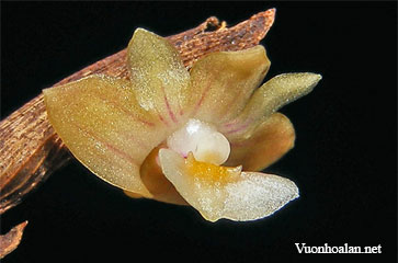 Dendrobium albayense