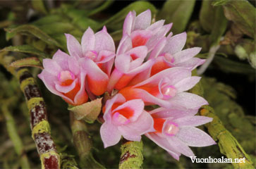 Dendrobium alaticaulinum