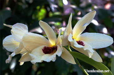 Dendrobium albosanguineum