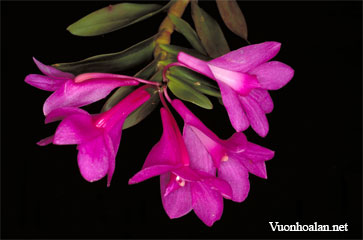 Dendrobium alderwereltianum