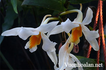 Dendrobium roseiodorum