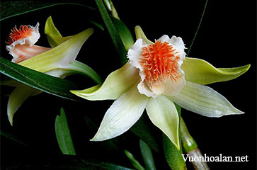 Dendrobium schrautii