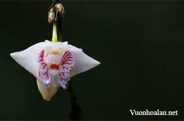 Hoàng thảo lá kim - Dendrobium dentatum