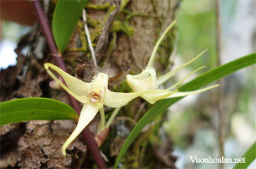 Dendrobium biflorum