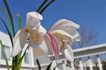 Địa lan Cymbidium wenshanense