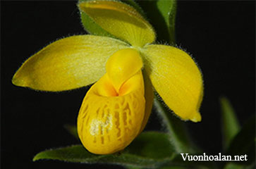 Lan hài Cypripedium dickinsonianum