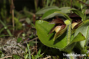 Lan hài Cypripedium elegans