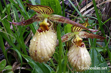 Lan hài Cypripedium farreri