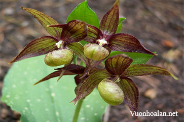 Lan hài Cypripedium fasciculatum