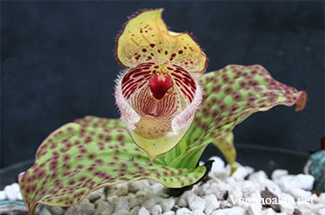 Lan hài Cypripedium ebracteatum