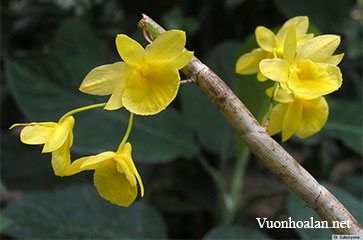 Dendrobium dixanthum