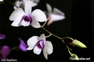 Dendrobium bigibbum