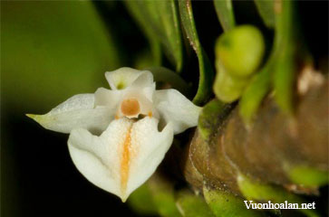 Dendrobium bihamulatum